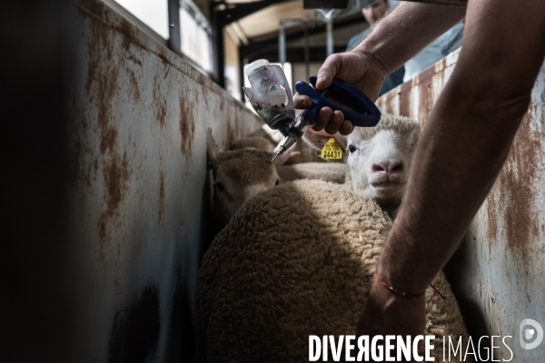 Vaccination preventive des moutons contre le risque de fievre catarrhale