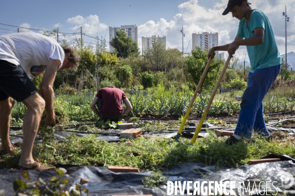 Agriculture urbaine