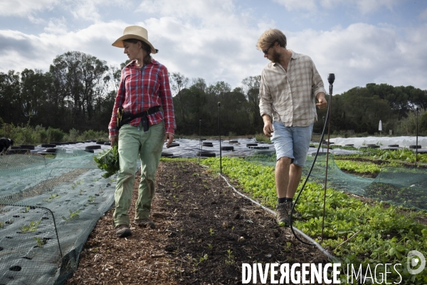 Agriculture urbaine