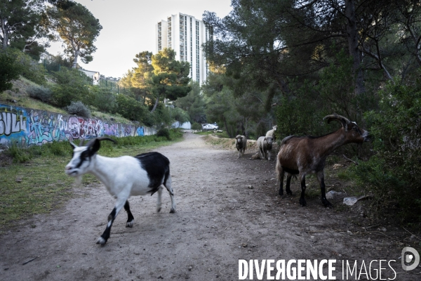 Agriculture urbaine