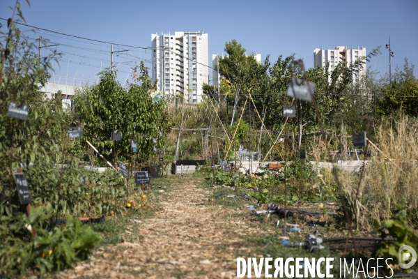 Agriculture urbaine