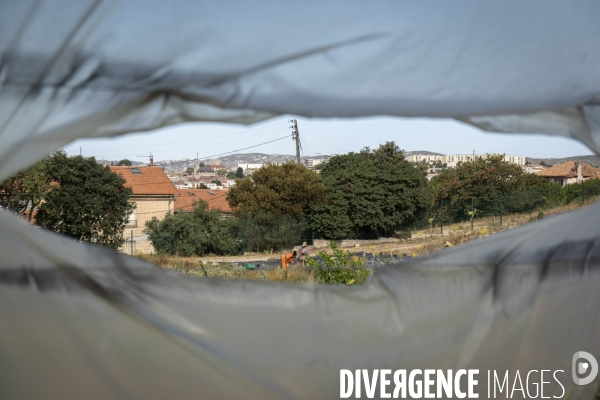 Agriculture urbaine