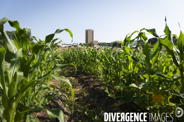 Agriculture urbaine