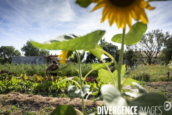 Agriculture urbaine