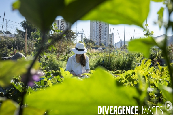 Agriculture urbaine