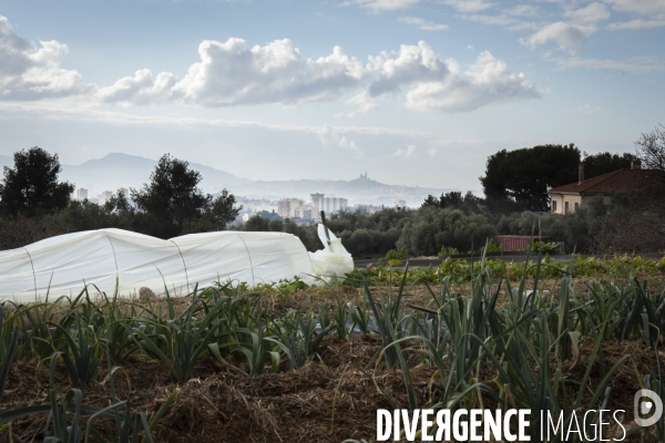 Agriculture urbaine