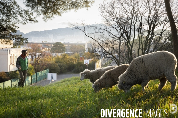 Agriculture urbaine