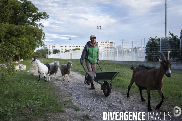 Agriculture urbaine