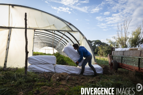Agriculture urbaine