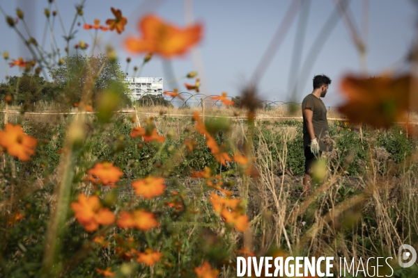 Agriculture urbaine