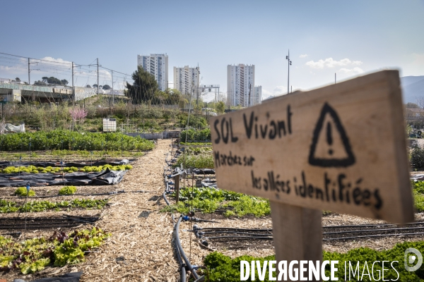 Agriculture urbaine