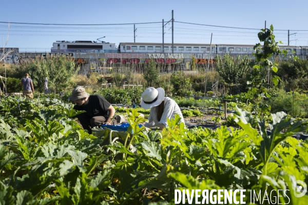 Agriculture urbaine