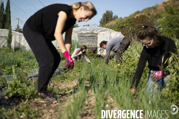 Agriculture urbaine