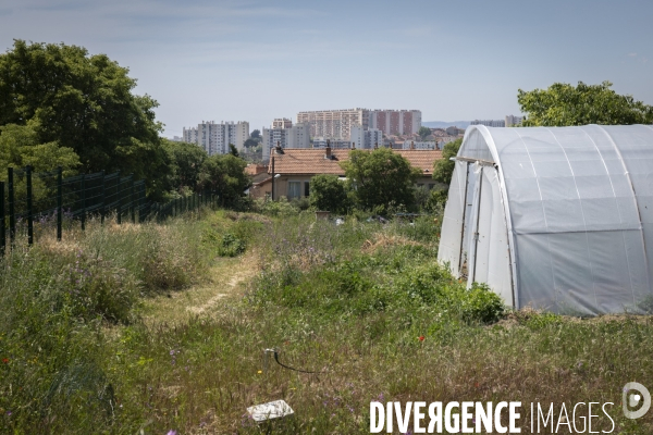 Agriculture urbaine