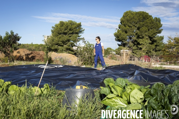 Agriculture urbaine