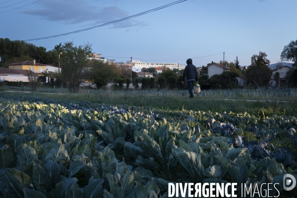 Agriculture urbaine
