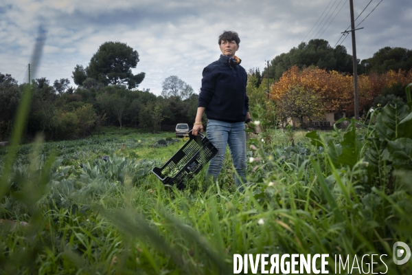 Agriculture urbaine