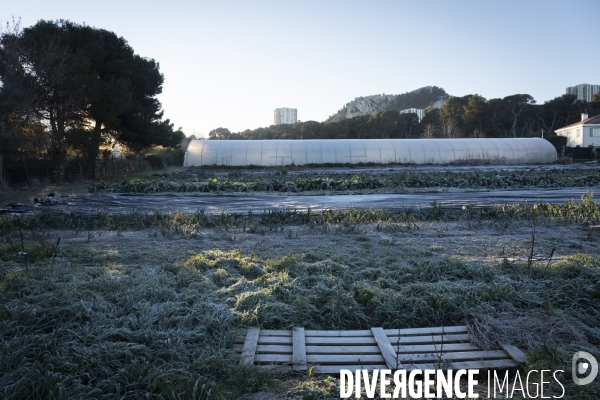 Agriculture urbaine
