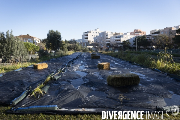 Agriculture urbaine