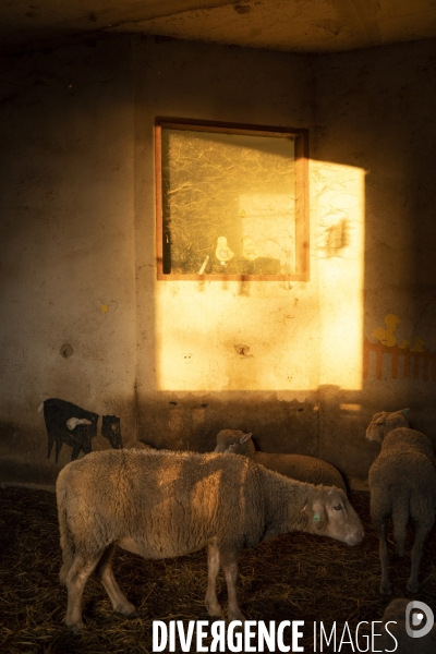 Agriculture urbaine