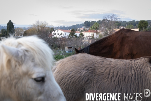 Agriculture urbaine