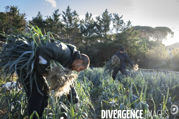 Agriculture urbaine