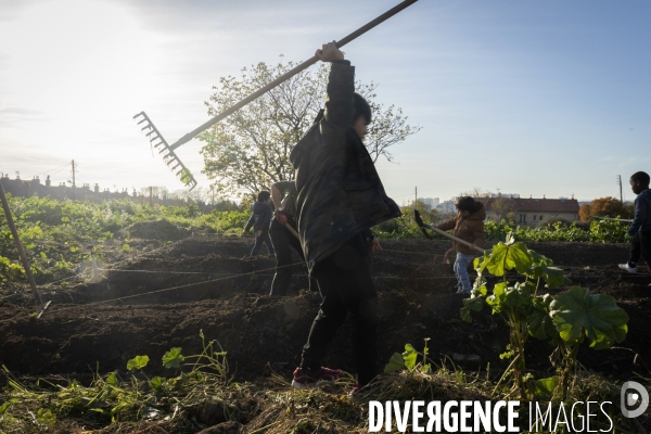 Agriculture urbaine