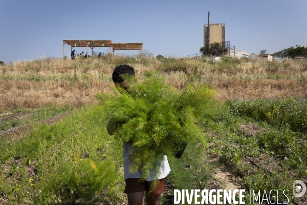 Agriculture urbaine