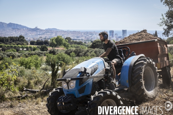 Agriculture urbaine