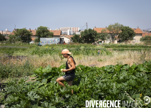 Agriculture urbaine