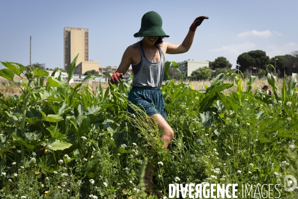 Agriculture urbaine