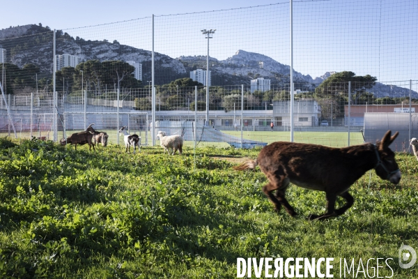 Agriculture urbaine