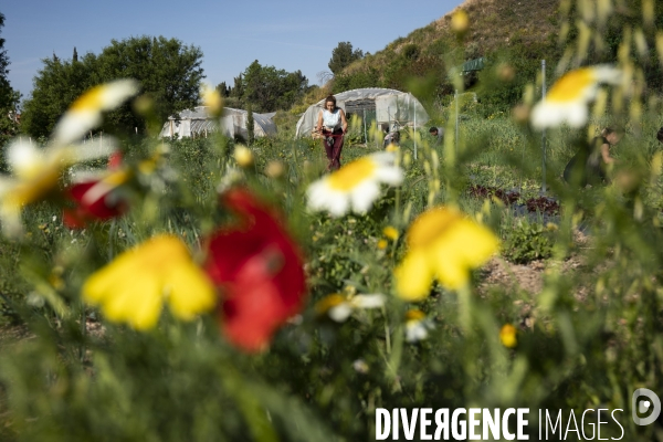 Agriculture urbaine