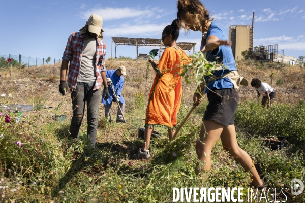 Agriculture urbaine