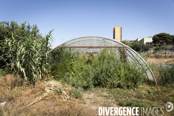 Agriculture urbaine