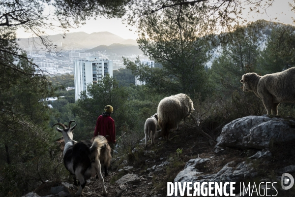 Agriculture urbaine