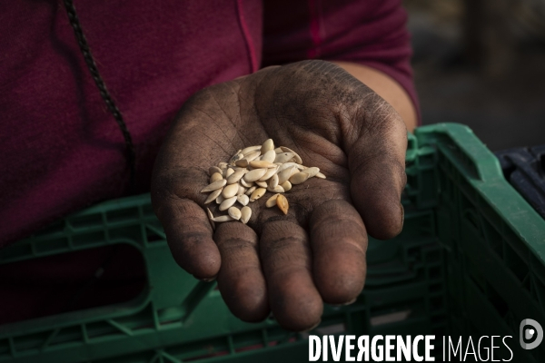 Agriculture urbaine