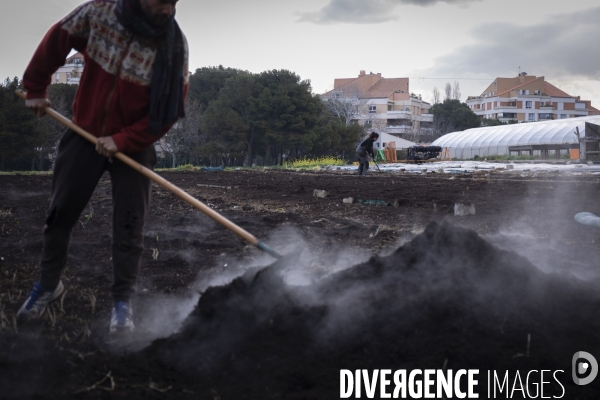 Agriculture urbaine