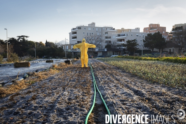 Agriculture urbaine