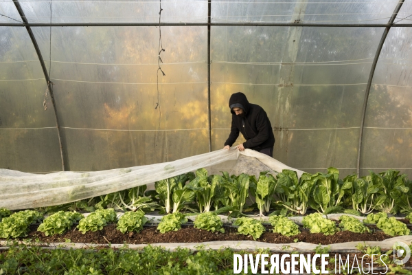Agriculture urbaine
