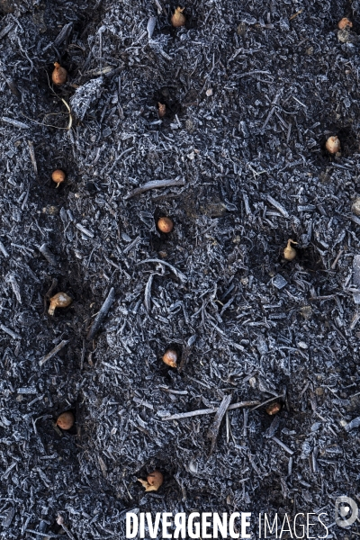 Agriculture urbaine