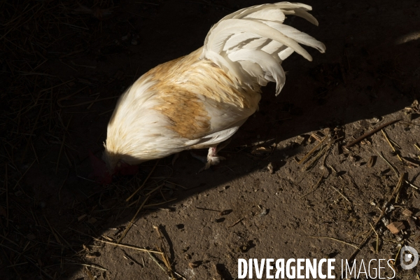 Agriculture urbaine