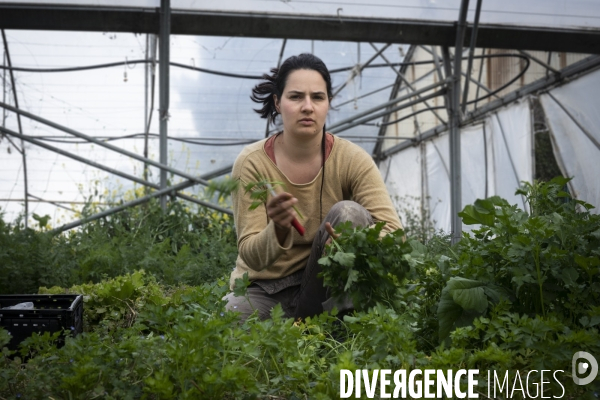 Agriculture urbaine