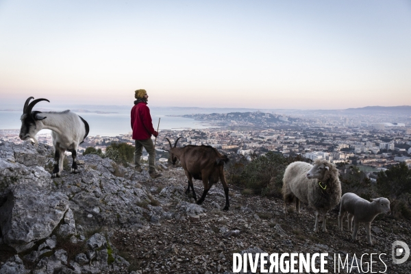 Agriculture urbaine