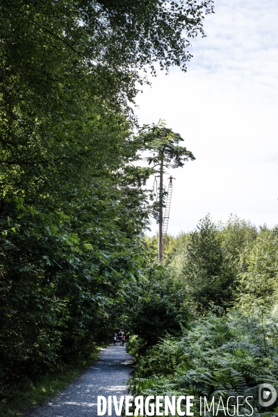 La forêt monumentale, l art qui révèle la forêt
