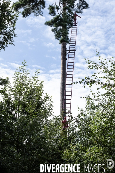 La forêt monumentale, l art qui révèle la forêt