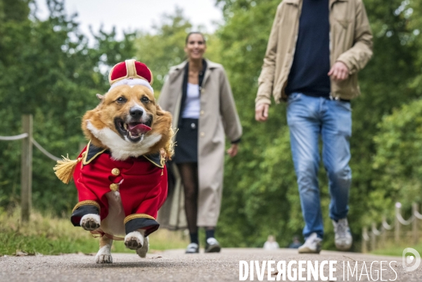 LONDRES (UK) : Defile de CORGIS en hommage a ER II