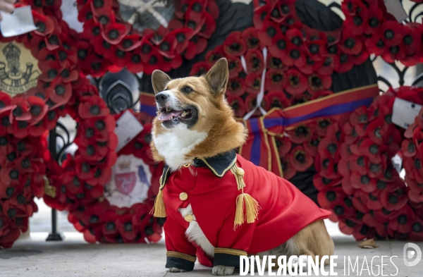LONDRES (UK) : Defile de CORGIS en hommage a ER II