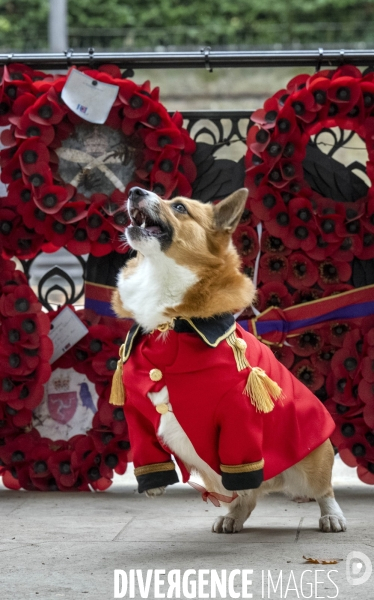 LONDRES (UK) : Defile de CORGIS en hommage a ER II