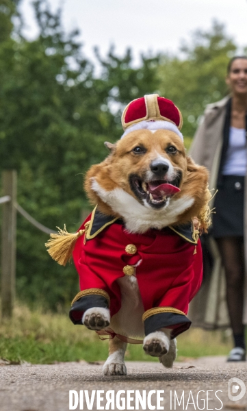LONDRES (UK) : Defile de CORGIS en hommage a ER II